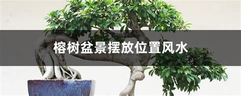 榕樹 風水|榕树盆景风水详解（摆放位置、作用、风水禁忌）